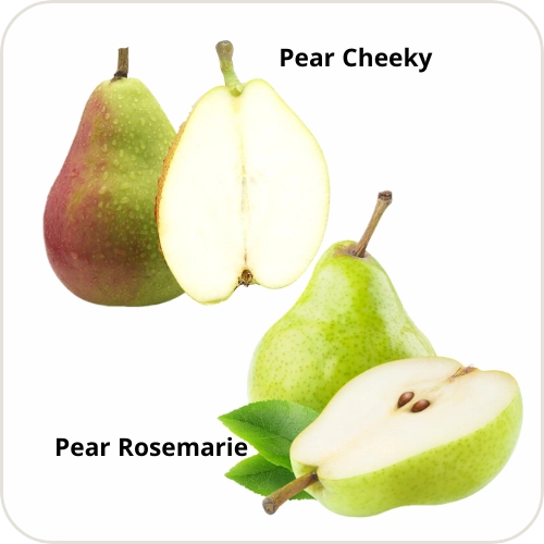 Rose Pear Combo (Imported)
